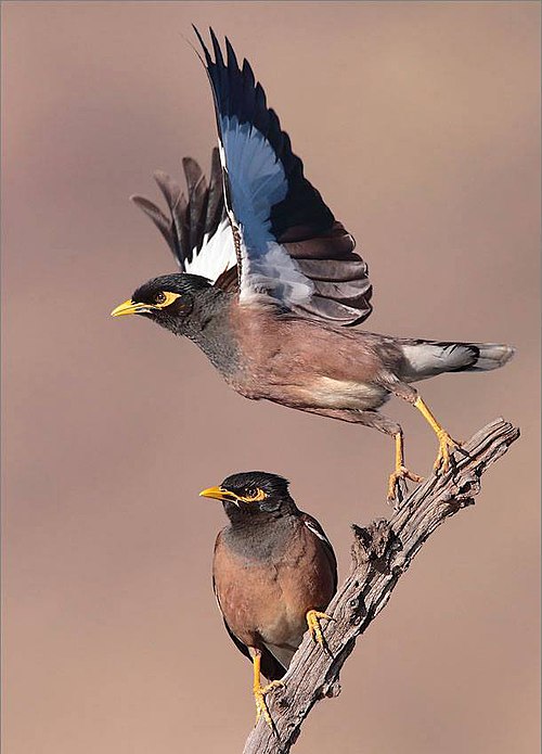 Acridotheres tristis